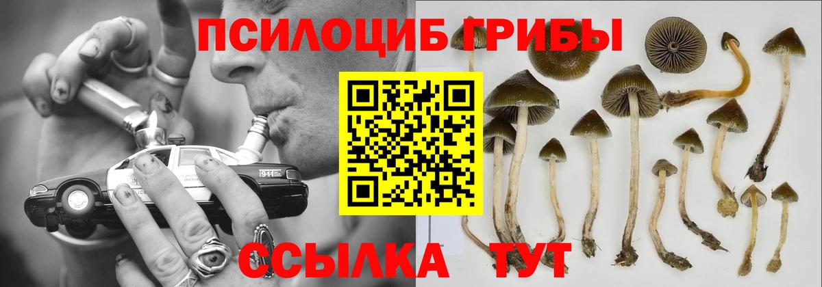 Истра  Галлюциногенные грибы MAGIC MUSHROOMS  Вход с VPN  Галлюциногенные грибы мицелий 
